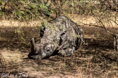 Rezerwat Bandia - nosorożec