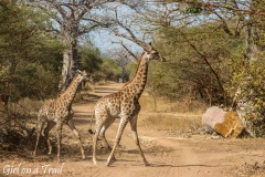 Rezerwat Bandia - żyrafy