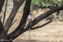 Rezerwat Bandia - małpa