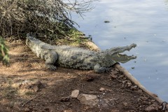 Rezerwat Bandia -krokodyl