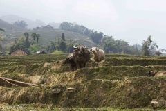 Vietnam - Sapa