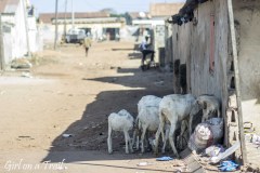 Senegal, zwierzęta