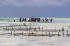 Tanzania, Zanzibar, Paje