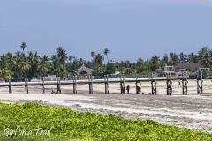 Tanzania, Zanzibar, Pongwe