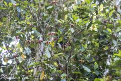 Zanzibar -  goździki