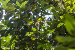 Zanzibar - gałka muszkatałowa