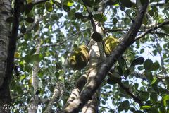Zanzibar - jackfruit, chlebowiec