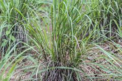 Zanzibar - trawa cytrynowa